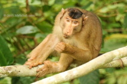 Macaque is commonly seen near to the canopy walk
