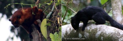 Giant red flying squirrel (left) and Prevost's Squirrel (right). Giant Squirrel, which is the largest tree squirrel and almost as big as a cat, is sighted sometimes.