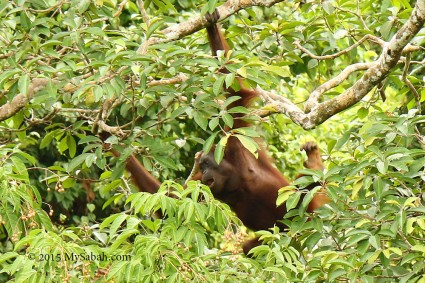 Orangutan feeding on a tall tree at RDC