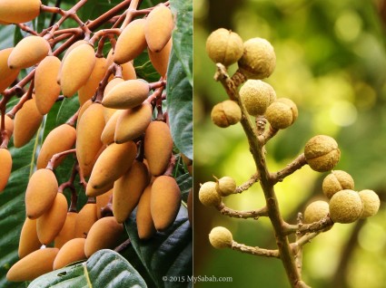 Fruiting next to canopy walk