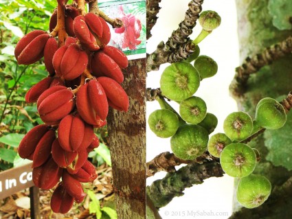 Fruits in Plant Discovery Garden of RDC