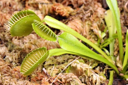 Carnivorous plant in the garden