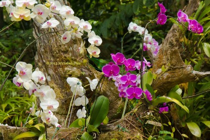 Orchid garden of RDC