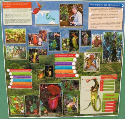 Information about flora & fauna of Borneo (available in both English and Malay languages)