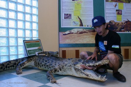 Crocodile specimen in exhibition hall of RDC
