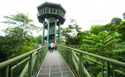 Canopy Walk of Rainforest Discovery Center (RDC)