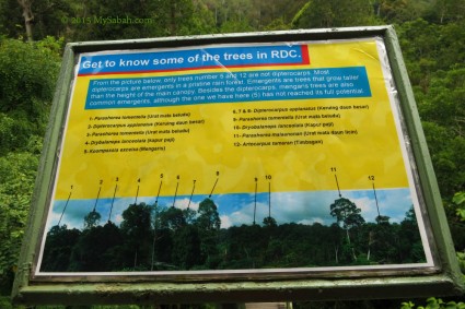 Information board about the tall rainforest trees in RDC