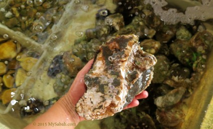 Big oyster of Sandakan