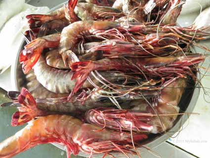 Tiger Prawns