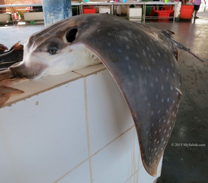 Stingray with funny face