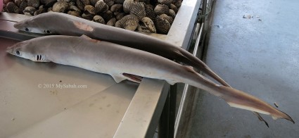 Sharks with fins removed