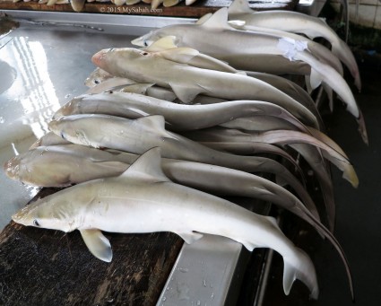 Small sharks for sale