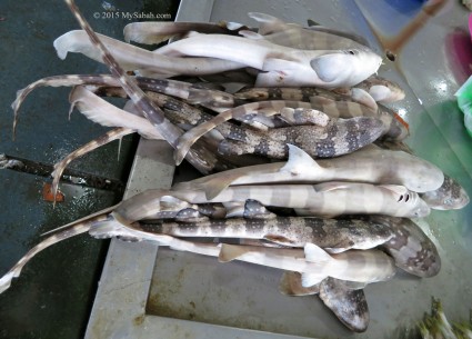Sharks are sold openly in Sandakan Central Market