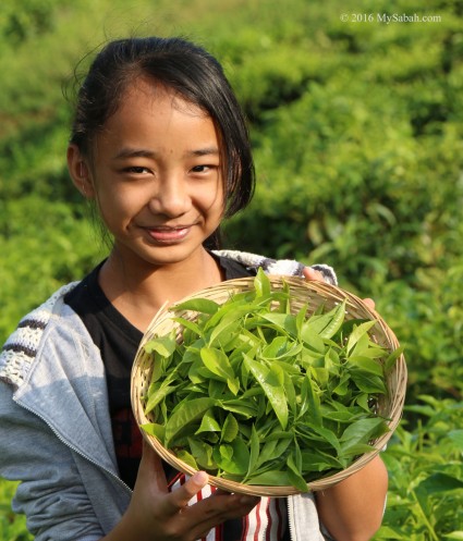 Fresh tea leaves