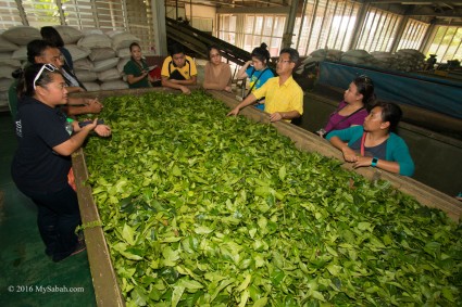 Tea processing in factory