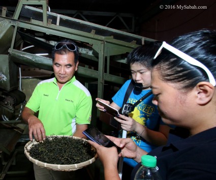 Visiting Sabah Tea Factory