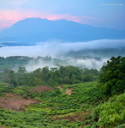 Sabah Tea plantation under Mt. Kinabalu