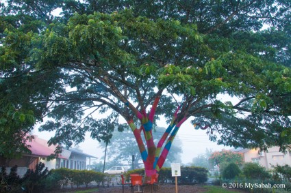 Coloured Tree of Sabah Tea