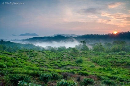 Sabah Tea Plantation during sunrise