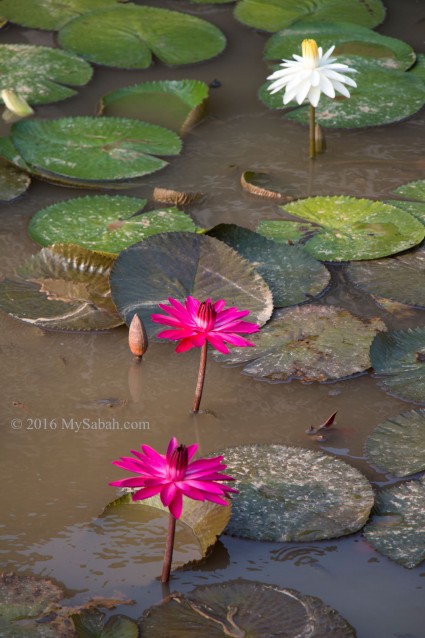 Beautiful pool of Sabah Tea