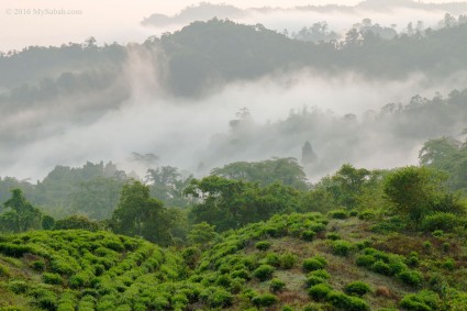 Misty forest near Sabah Tea