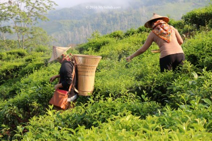 Harvesting tea leaves