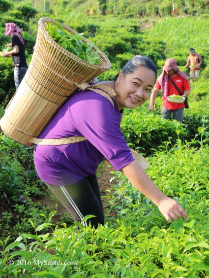 Collecting tea leaves with Wakid container