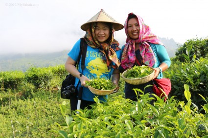 Tea harvesting at Sabah Tea