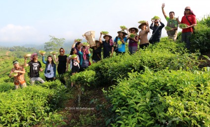 Fun with tea harvesting