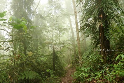 Short nature trail to paragliding site