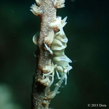 Whip coral shrimp