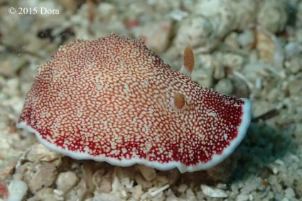 Nudibranch in Mabul