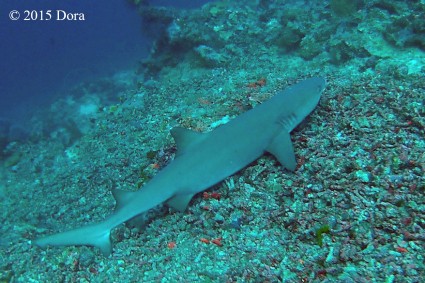 White tip reef shark