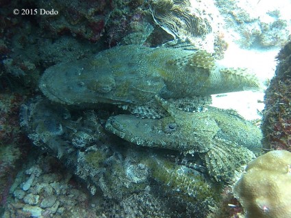 Crocodile Fish family