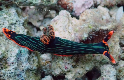 Nudibranch in Mabul