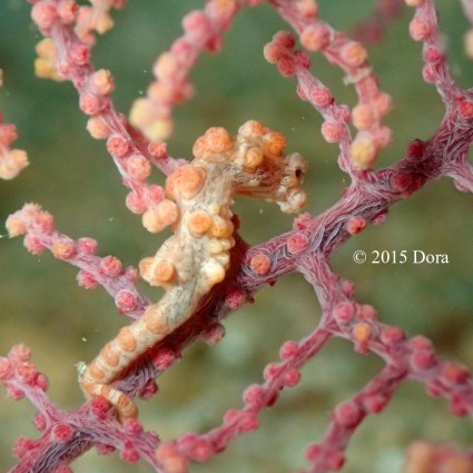 Pygmy seahorse