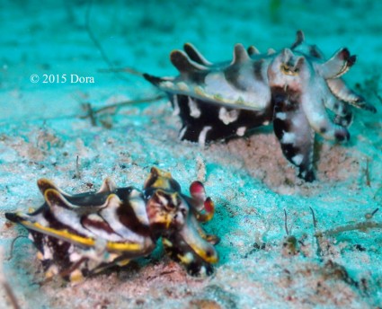 pair of Flamboyant cuttlefish