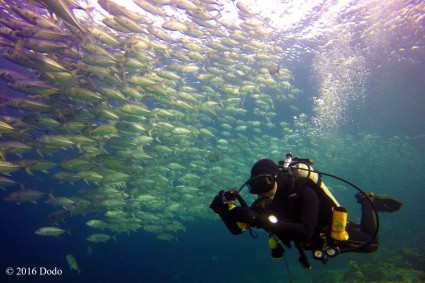 Diving among school of Jackfish