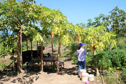 Papaya trees