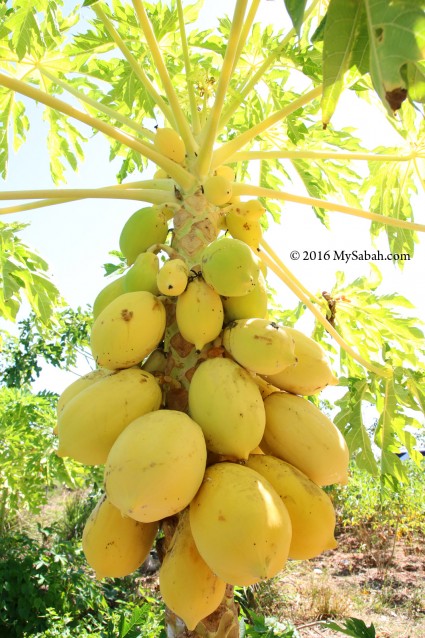 Yellow papaya in Kuala Penyu