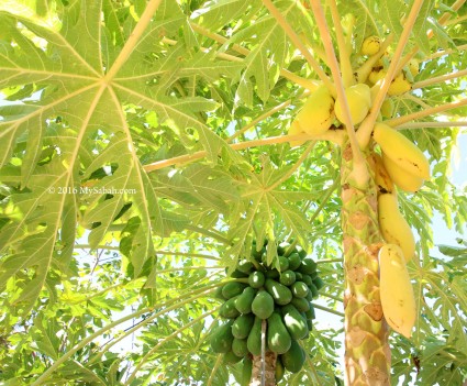 Green and yellow papaya