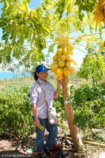 Yellow papaya