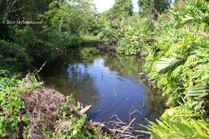 The pond where mud volcano hidden