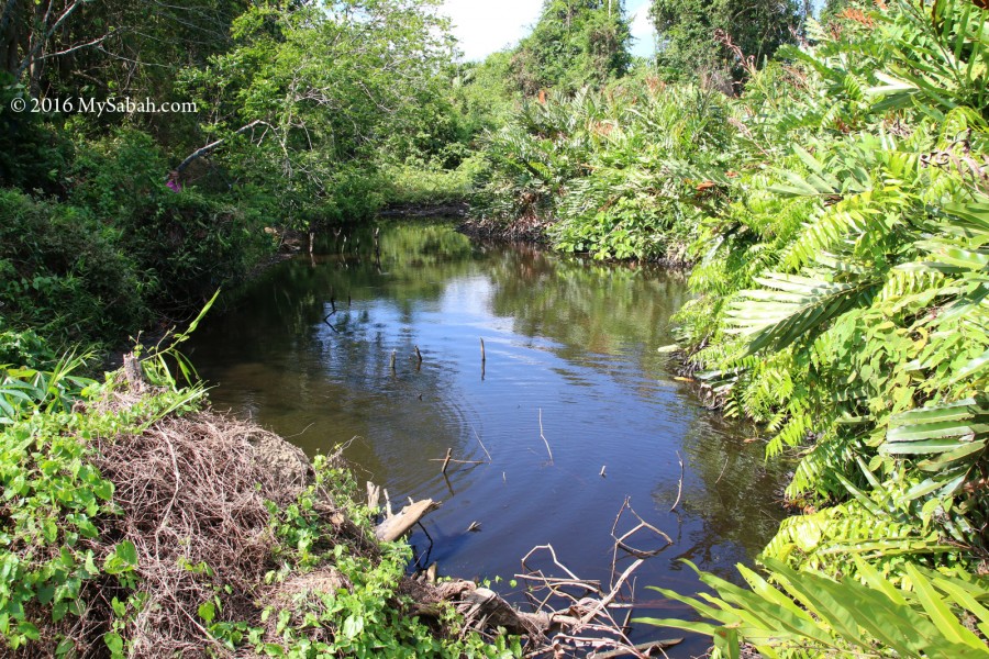 Mud Volcano in Kuala Penyu - MySabah.com