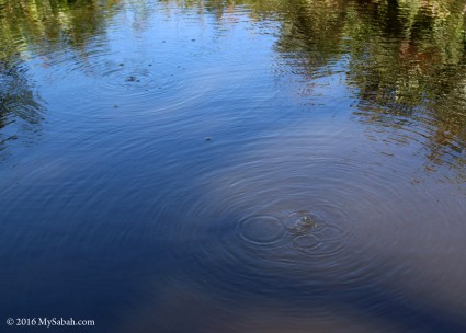 Burping mud volcano in the pond