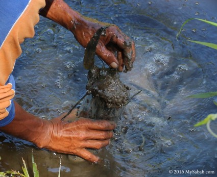 Collecting volcano mud