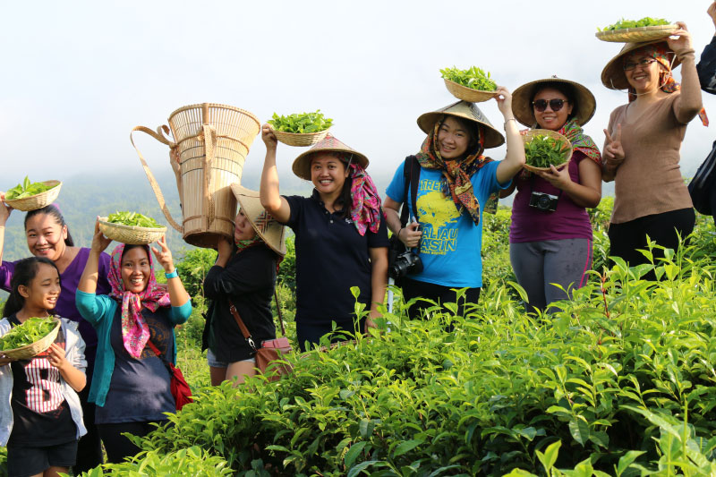 Sabah Tea Garden