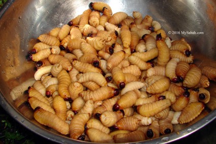 Sago grub (locally known as Butod) is a delicacy