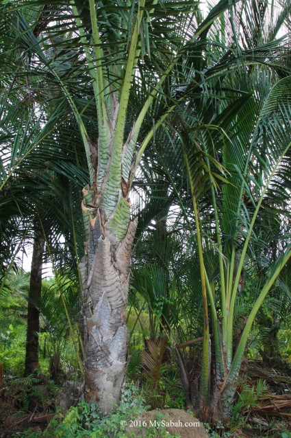 Two species of sago palm, without thorn (left) or with thorn (right)