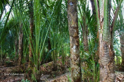 Sago palms in Sago Information Center